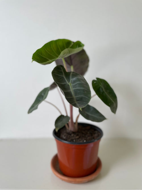 'Pink Dragon' Alocasia