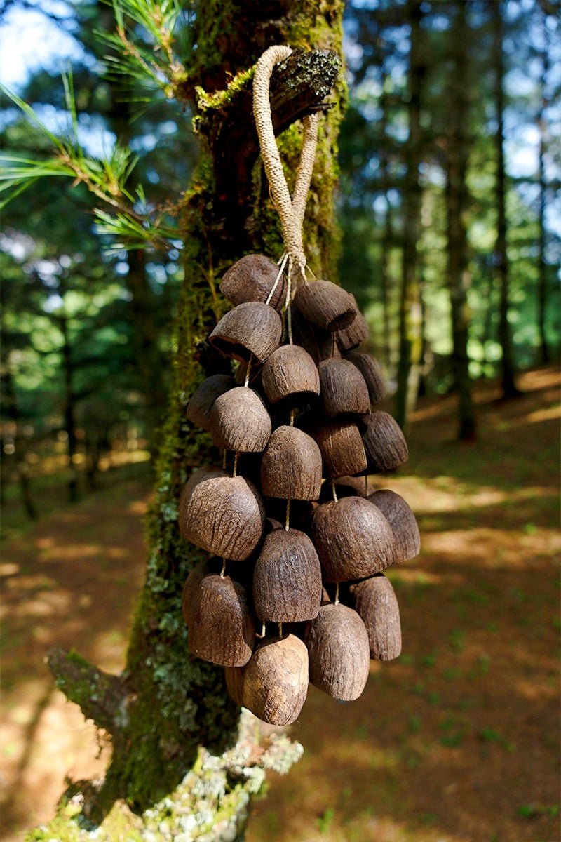 Handmade Salin Water Bellwood Seed Shell